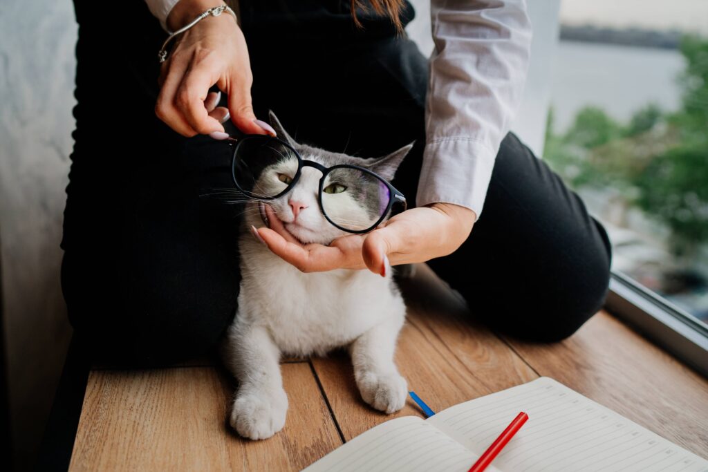 Pet Care: Tips to Take Care of Your Cat's eyes