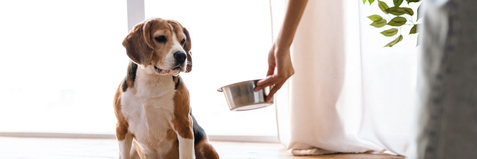 Pet Care Tips: Toxic Foods to Avoid Feeding Your Dog