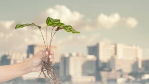 Innovative Solutions for Urban Sustainability Challenges